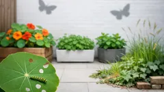 Plant for caterpillars and you’ll get more butterflies in your UK garden