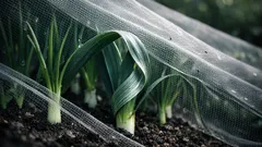 How to stop allium pests in the UK without sprays: leaf miner, leek moth, onion fly and thrips